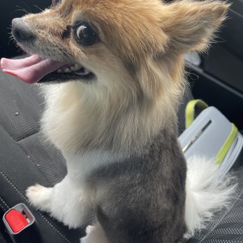 PetSmart - Head is not cut - Pet Training Near Me - Silver Spring, Maryland