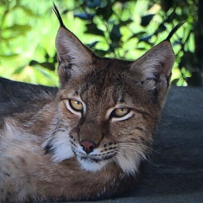 Parc zoologique de Paris by null