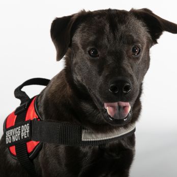 Rhodes Collar - Pet Training Near Me - Stonington, Connecticut Rhodes Collar - Pet Training Near Me - Stonington, Connecticut