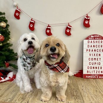 Vista Pet Groomery - Vista Pet Groomery took these cute photos when my dogs were in before the holidays. - Pet Groomers Near Me - Vista, California Vista Pet Groomery - Vista Pet Groomery took these cute photos when my dogs were in before the holidays. - Pet Groomers Near Me - Vista, California