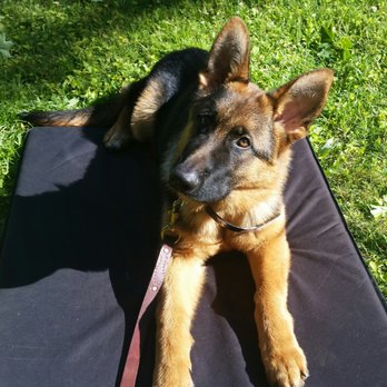 Wolfen1 - Pet Training Near Me