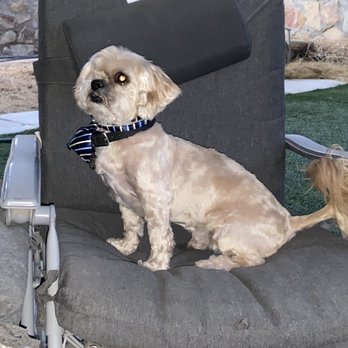 Fancy Pup - Biacuit with a Fancy Pup cut - Pet Sitting Near Me - El Paso, Texas Fancy Pup - Biacuit with a Fancy Pup cut - Pet Sitting Near Me - El Paso, Texas
