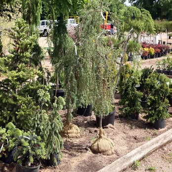 Romence Garden - Nurseries & Gardening Near Me - Portage, Michigan Romence Garden - Nurseries & Gardening Near Me - Portage, Michigan