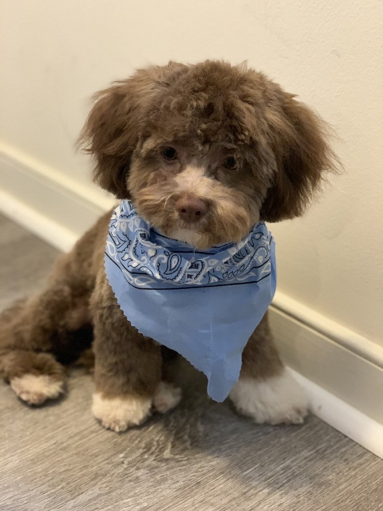 BONNIE’S DOG & CAT GROOMING with 112 Reviews & 61 Photos 1364 E St SE