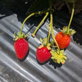 Byron Growers - Pick Your Own Farms Near Me - Byron, California
