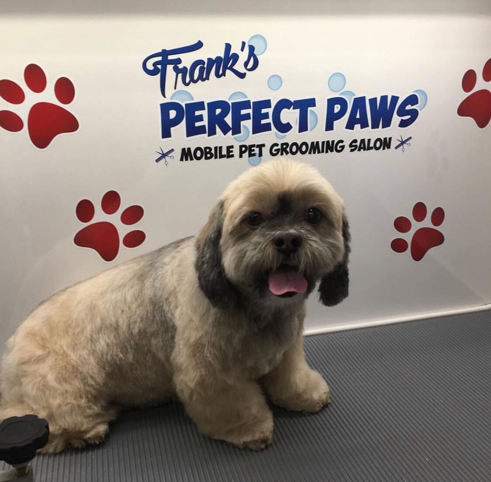 perfect paws pet spa