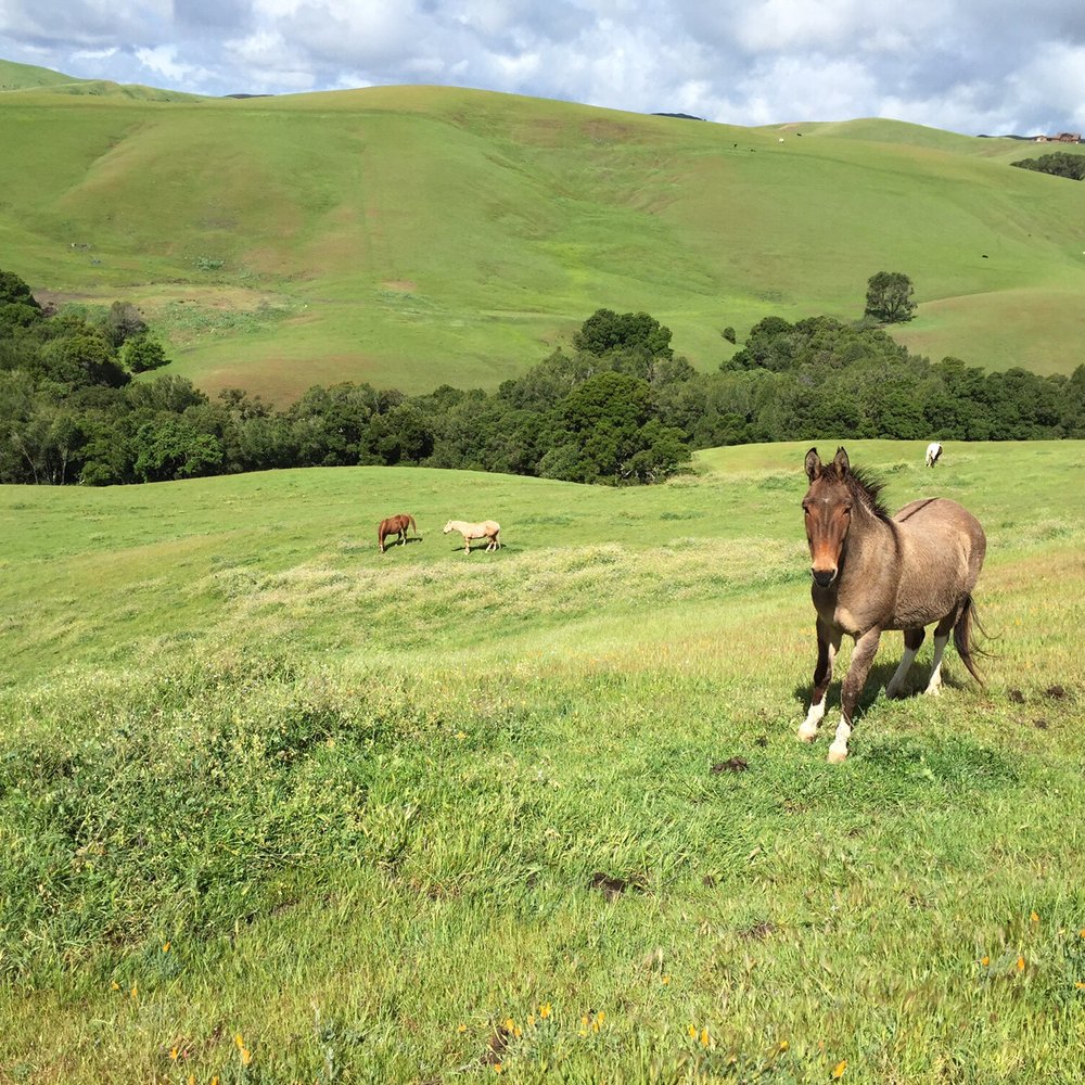Graceland Equestrian Center - View of the Diablo Hills from a pasture at GL - Horseback Riding Near Me - Castro Valley, California Graceland Equestrian Center - View of the Diablo Hills from a pasture at GL - Horseback Riding Near Me - Castro Valley, California