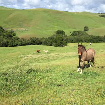 Graceland Equestrian Center - View of the Diablo Hills from a pasture at GL - Horseback Riding Near Me - Castro Valley, California Graceland Equestrian Center - View of the Diablo Hills from a pasture at GL - Horseback Riding Near Me - Castro Valley, California