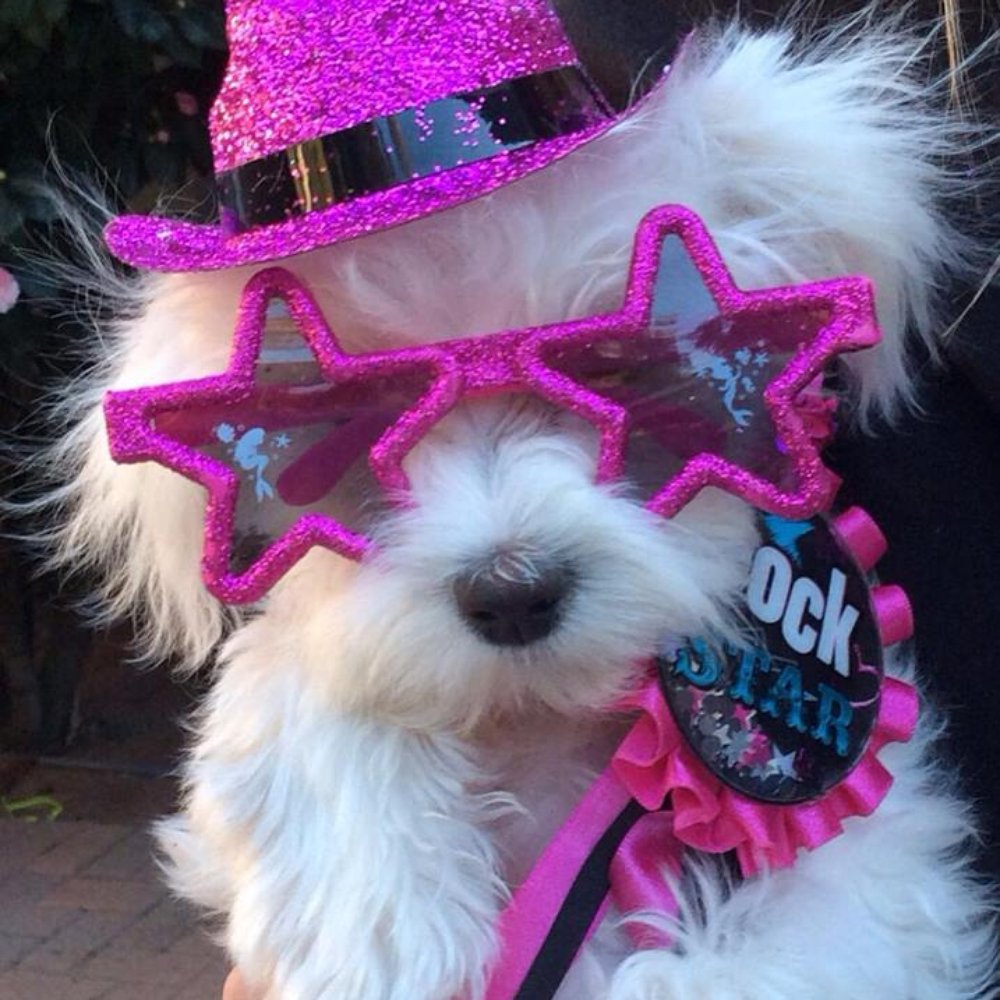 Anna's Pawfect Pet Care - Tink, who just spent a few days at Anna's and loved it!  Anna sent me videos and pics of my baby while I was away! - Pet Sitting Near Me - Hanford, California