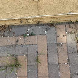 grease from drain （took picture after dredge 1 month later, 80% became scums ）