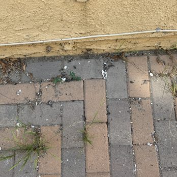 Drain Edge Rooter - grease from drain （took picture after dredge 1 month later, 80% became scums ） - Plumbing Near Me - Rialto, California