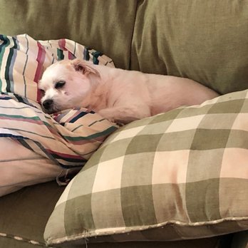 MAR - Mercer Animal Rescue - Dog on couch taking a nap - Pet Adoption Near Me MAR - Mercer Animal Rescue - Dog on couch taking a nap - Pet Adoption Near Me