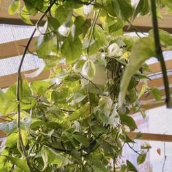 U&me plant house