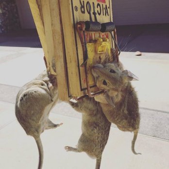 On the Fly Termite & Pest Control - Pest Control Near Me - Indio, California On the Fly Termite & Pest Control - Pest Control Near Me - Indio, California