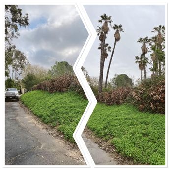 Dthree Landscape & Tree Service - 16 50ft + Mexican palm removal - Tree Services Near Me Dthree Landscape & Tree Service - 16 50ft + Mexican palm removal - Tree Services Near Me