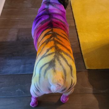 The Pet Studio - Lisa Frank Design by Michelle Worthy - Pet Groomers Near Me - Clarksville, Tennessee