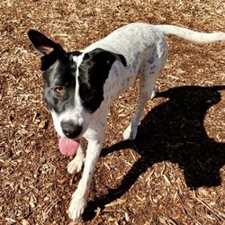 Pawsitive Park - Pup on wood chips
