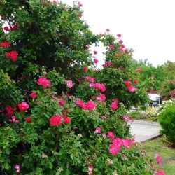 Sullivan Chiropractic Clinic - Some of the most beautiful landscaping in town.