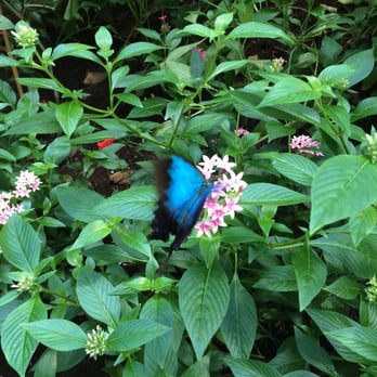 The Butterfly Place - August 2015 - Botanical Gardens Near Me - Westford, Massachusetts