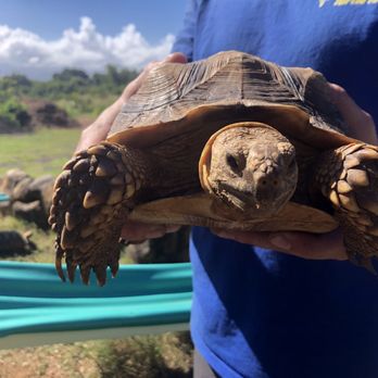 Hawaii Turtle Tours - Tours Near Me - Honolulu, Hawaii Hawaii Turtle Tours - Tours Near Me - Honolulu, Hawaii