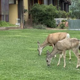 The deer visiting the Inn. The deer visiting the Inn.