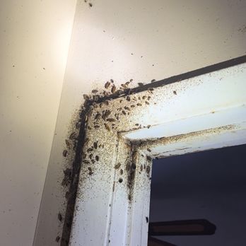 Precision Pest Management - Pest Control Near Me - Glasgow, Kentucky Precision Pest Management - Pest Control Near Me - Glasgow, Kentucky