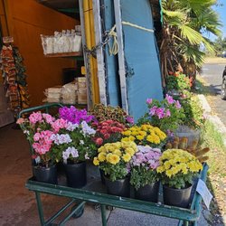 Mike's Truck Garden - Colorful flowering plants for sale