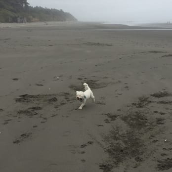 Bay Center / Willapa Bay KOA - Beach is great for dogs at low tide - Campgrounds Near Me - South Bend, Washington