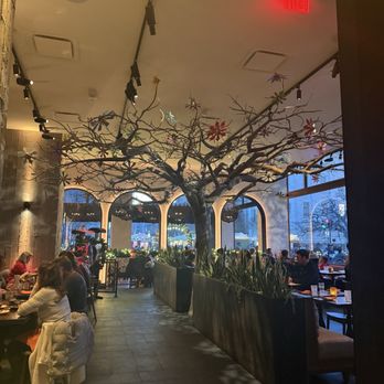 Mi Vida - View of that beautiful tree - Mexican Near Me - Washington, DC, District of Columbia