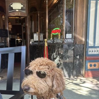 W Wallace - #GingerTBiscuit chillin at her fav patio. - Bars Near Me - Salem, Oregon