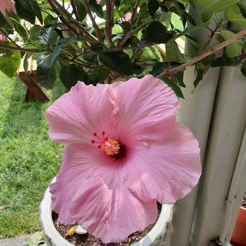 Eastern Front - Pink Hibiscus flower - Breweries Near Me - Mattituck, New York