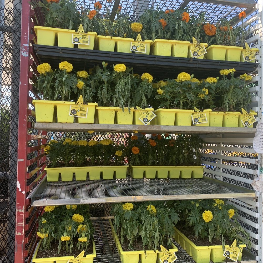 Lowe's Home Improvement - Dead and dying plants from lack of water. - Hardware Stores Near Me - Morristown, Tennessee Lowe's Home Improvement - Dead and dying plants from lack of water. - Hardware Stores Near Me - Morristown, Tennessee