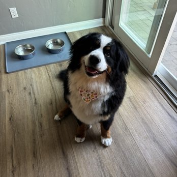 Lovies Mobile Pet Spa - Pet Groomers Near Me Lovies Mobile Pet Spa - Pet Groomers Near Me
