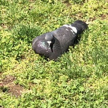 Pier i Cafe - Well fed pigeons who successfully steal food from diners. - American Near Me - New York, New York