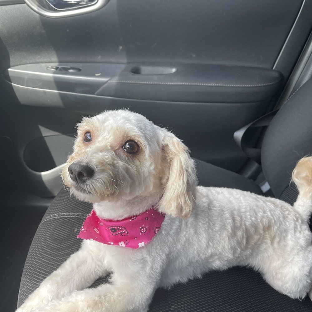 We Groom Pets - After - Pet Groomers Near Me - Downey, California We Groom Pets - After - Pet Groomers Near Me - Downey, California