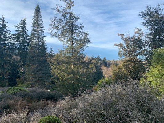 Arboretum Foundation