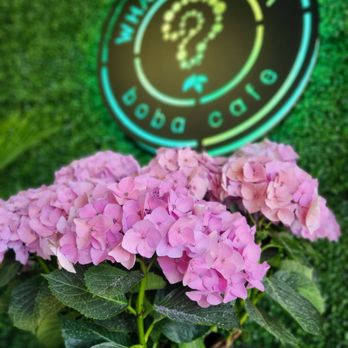 What’s The Tea - flowers - Bubble Tea Near Me - Modesto, California What’s The Tea - flowers - Bubble Tea Near Me - Modesto, California