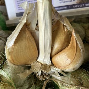 Washington State Garlic Fest - elephant garlic - Festivals Near Me - Chehalis, Washington Washington State Garlic Fest - elephant garlic - Festivals Near Me - Chehalis, Washington