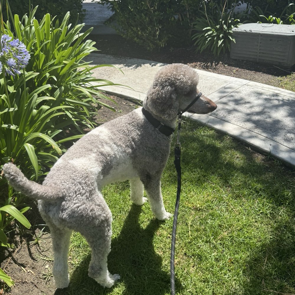 This is from a previous groom at another place and an example of what I showed Myrna what my dog should look like when she is finished.
