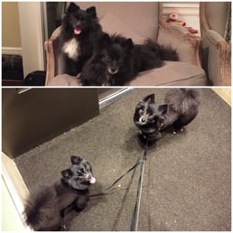 Before and after of Pomeranians, Daisy and Cooper, from little dire wolves to Teddy bear cuts