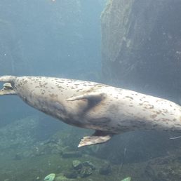 Harbor seal underwater viewing area. Harbor seal underwater viewing area.
