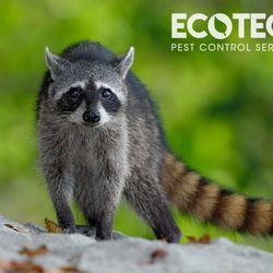 EcoTech Pest Control Services