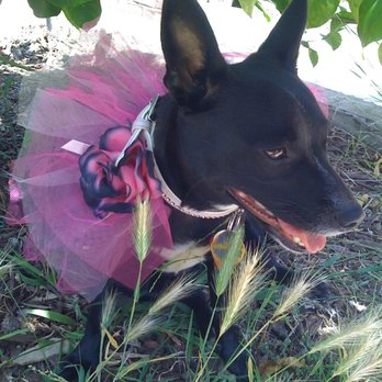 Pasadena Humane - My baby Coco Chanel. - Animal Shelters Near Me - Pasadena, California
