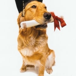 Front Range K9 Academy