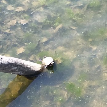 Beartown Lakes Reservation - See the little legs? - Parks Near Me - Chagrin Falls, Ohio