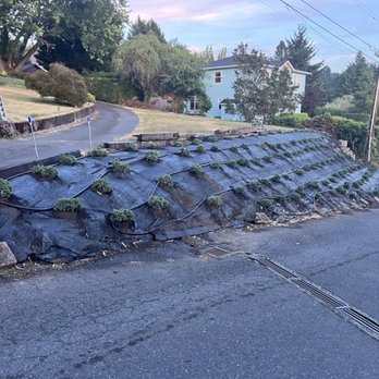 Soto Hardscaping Design - 130 blue Pacific creeping junipers planted on a difficult hillside. - Fences & Gates Near Me - Wilsonville, Oregon