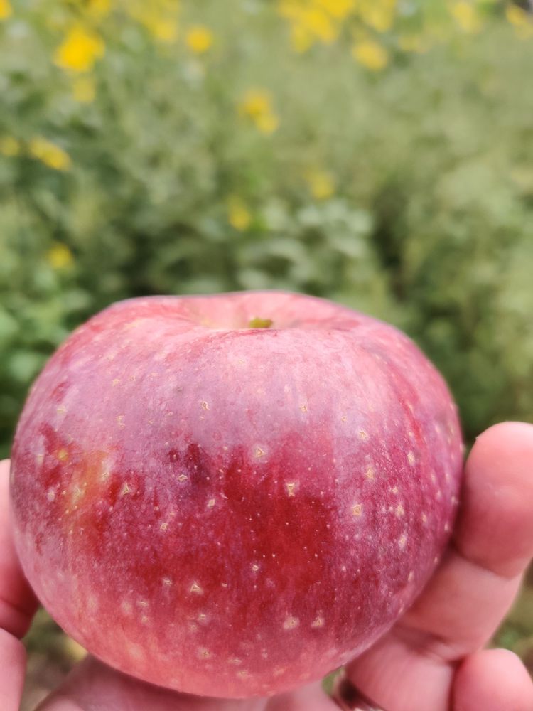 LEVERING ORCHARD Updated September 2024 29 Photos & 12 Reviews