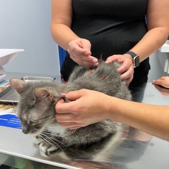 PAWS Health Partners - Veterinarians Near Me - Henderson, Nevada PAWS Health Partners - Veterinarians Near Me - Henderson, Nevada