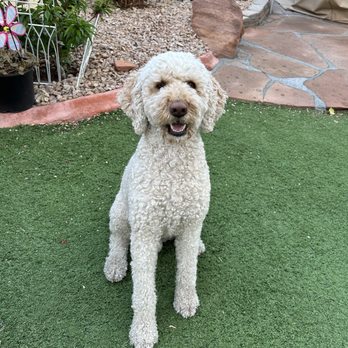 The DOuGTrainer - Pet Training Near Me - HENDERSON, Nevada