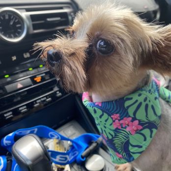 Dirty Dog Salon - This is Pipa the copilot - Pet Groomers Near Me Dirty Dog Salon - This is Pipa the copilot - Pet Groomers Near Me